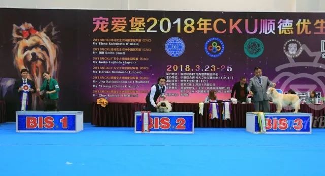 CKU赛事快报 | 3月25日顺德冠军展BIS获奖犬只-9.jpeg