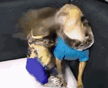 吉娃娃：别拿豆包不当干粮！-7.gif