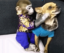 吉娃娃：别拿豆包不当干粮！-6.gif
