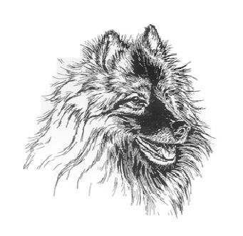 德国尖嘴犬，包括荷兰毛狮犬和博美犬FCI标准-1.jpeg