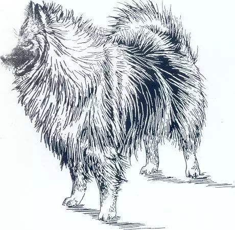 德国尖嘴犬，包括荷兰毛狮犬和博美犬FCI标准-2.jpeg