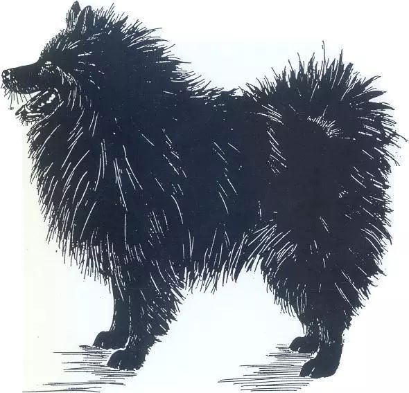 德国尖嘴犬，包括荷兰毛狮犬和博美犬FCI标准-3.jpeg