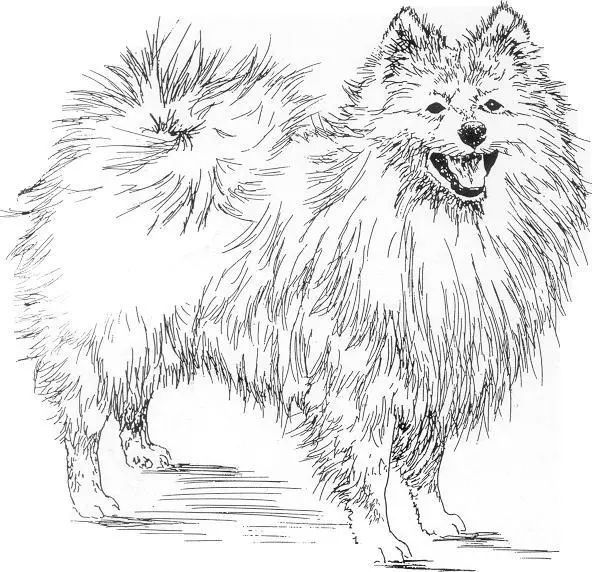 德国尖嘴犬，包括荷兰毛狮犬和博美犬FCI标准-4.jpeg