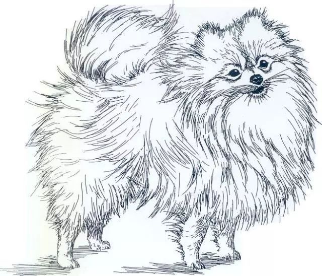 德国尖嘴犬，包括荷兰毛狮犬和博美犬FCI标准-6.jpeg
