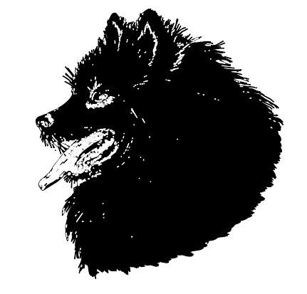 德国尖嘴犬，包括荷兰毛狮犬和博美犬FCI标准-5.jpeg