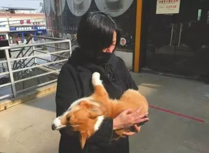 柯基摔死后续竟然是这样？！猜得到开头猜不到结局…-1.jpeg