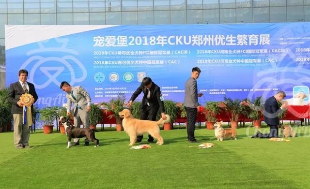 CKU赛事快报 | 3月30日郑州冠军展BIS获奖犬只-3.jpeg