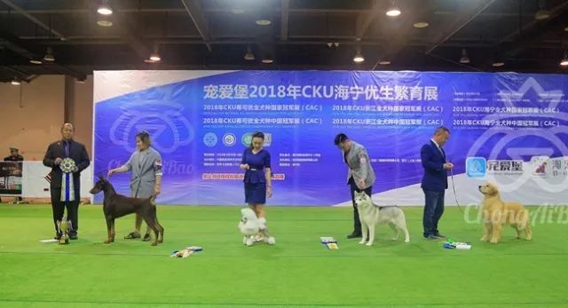 CKU赛事快报 | 3月30日海宁冠军展BIS获奖犬只-2.jpeg