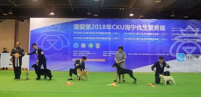 CKU赛事快报 | 3月30日海宁冠军展BIS获奖犬只-4.jpeg
