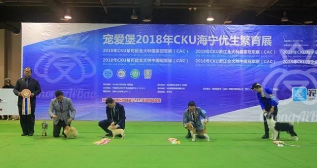 CKU赛事快报 | 3月30日海宁冠军展BIS获奖犬只-5.jpeg