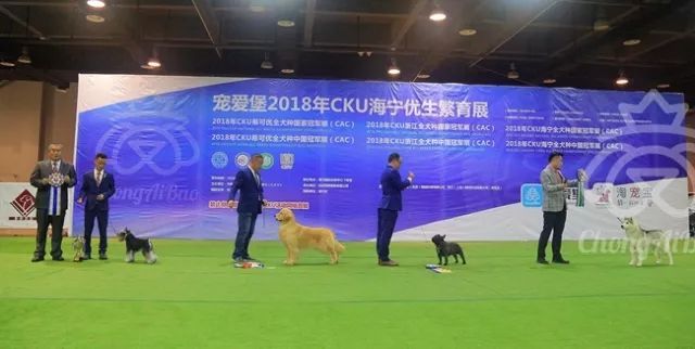 CKU赛事快报 | 3月30日海宁冠军展BIS获奖犬只-7.jpeg