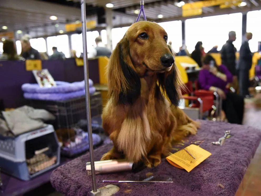 腊肠独占10大犬组之第4组：我们不一样-1.jpeg