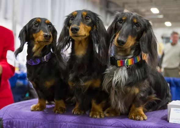 腊肠独占10大犬组之第4组：我们不一样-2.jpeg