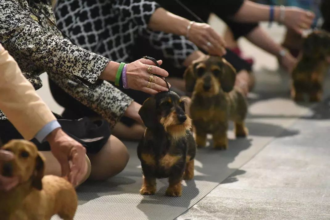 腊肠独占10大犬组之第4组：我们不一样-3.jpeg