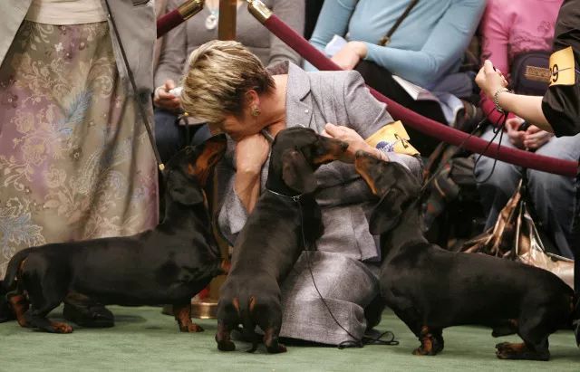 腊肠独占10大犬组之第4组：我们不一样-6.jpeg