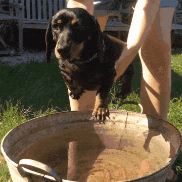 腊肠独占10大犬组之第4组：我们不一样-4.gif