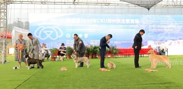 CKU赛事快报 | 4月1日郑州冠军展BIS获奖犬只-3.jpeg