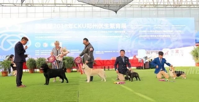 CKU赛事快报 | 4月1日郑州冠军展BIS获奖犬只-2.jpeg