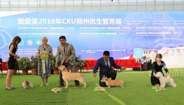 CKU赛事快报 | 4月1日郑州冠军展BIS获奖犬只-5.jpeg