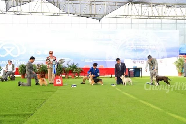 CKU赛事快报 | 4月1日郑州冠军展BIS获奖犬只-7.jpeg