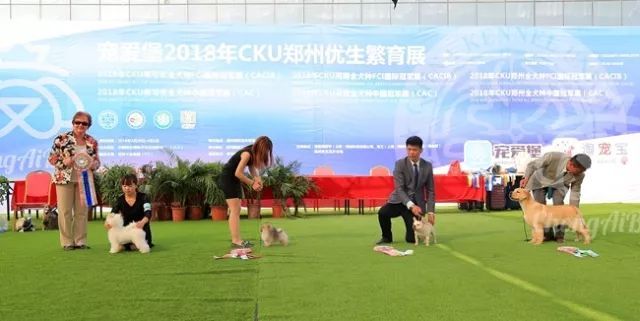 CKU赛事快报 | 4月1日郑州冠军展BIS获奖犬只-10.jpeg