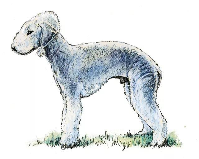 贝灵顿梗犬FCI标准-1.jpeg