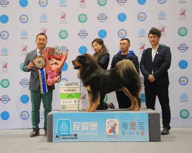 2017年CKU排行榜，西藏獒犬排行一：大阿多-1.jpeg