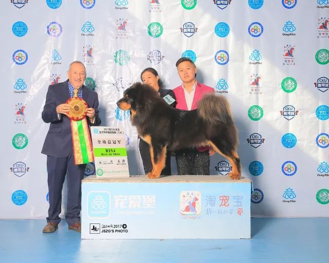 2017年CKU排行榜，西藏獒犬排行一：大阿多-4.jpeg