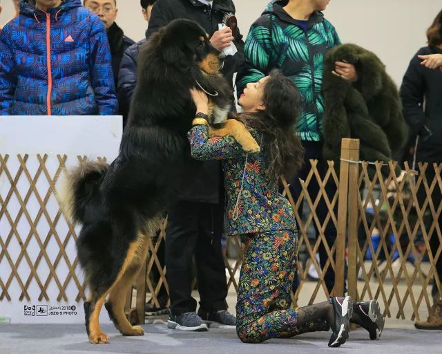 2017年CKU排行榜，西藏獒犬排行一：大阿多-7.jpeg