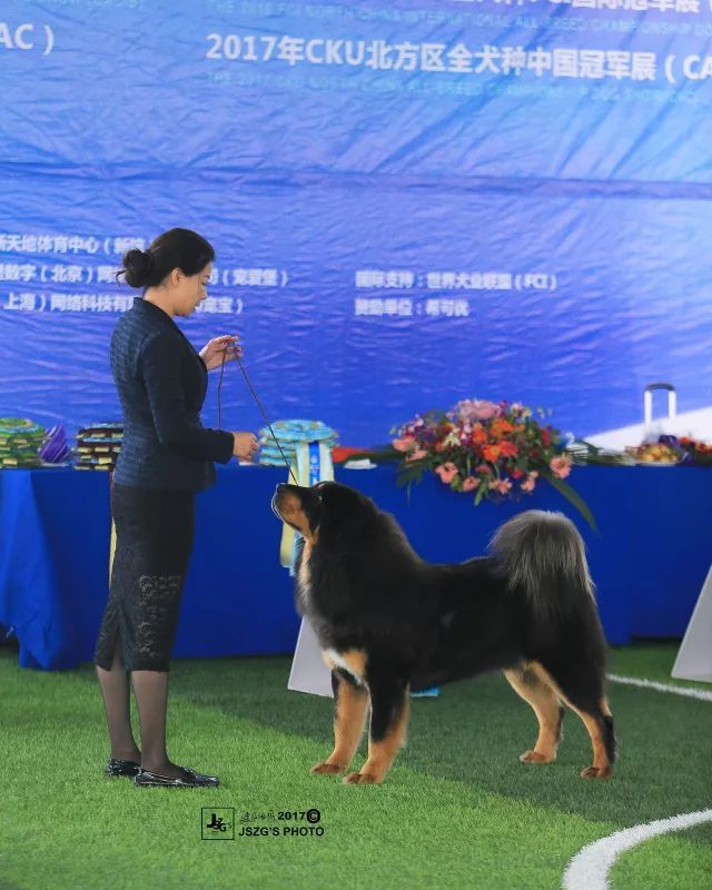 2017年CKU排行榜，西藏獒犬排行一：大阿多-9.jpeg