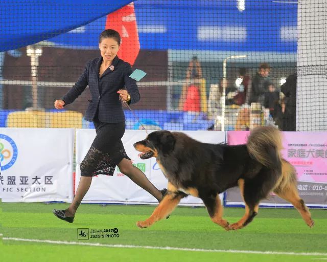 2017年CKU排行榜，西藏獒犬排行一：大阿多-10.jpeg
