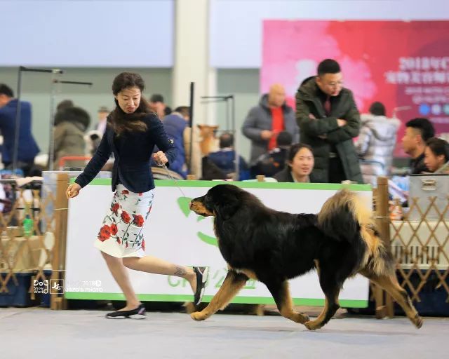 2017年CKU排行榜，西藏獒犬排行一：大阿多-14.jpeg