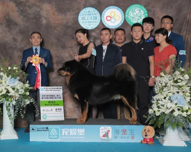 2017年CKU排行榜，西藏獒犬排行一：大阿多-11.jpeg