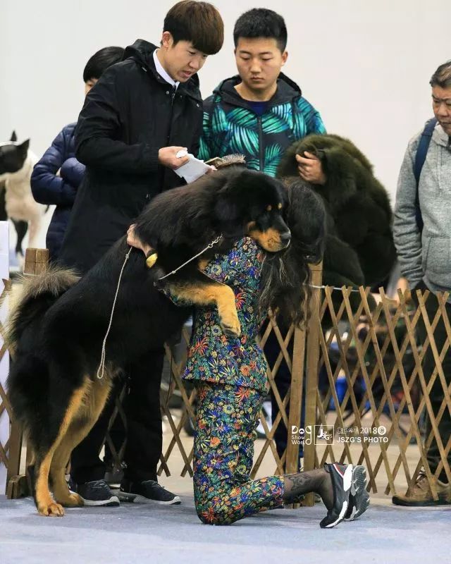 2017年CKU排行榜，西藏獒犬排行一：大阿多-12.jpeg