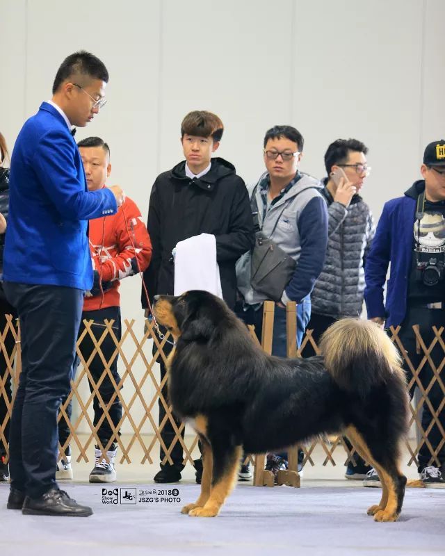 2017年CKU排行榜，西藏獒犬排行一：大阿多-13.jpeg