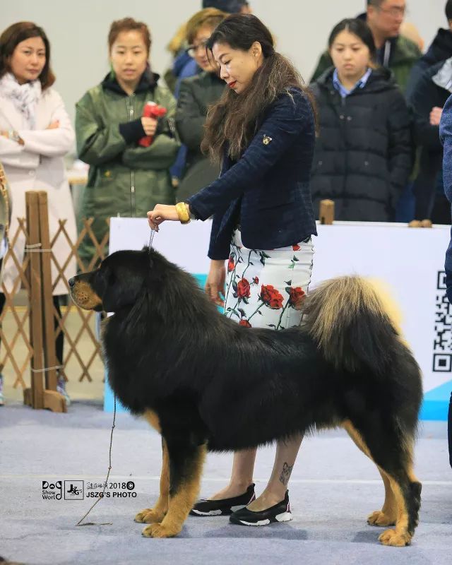 2017年CKU排行榜，西藏獒犬排行一：大阿多-15.jpeg