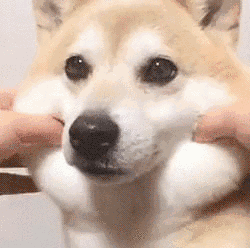 “重金寻狗！酬金80万+江边排屋+奥迪A4L” | 狗狗都去哪儿了？-2.gif