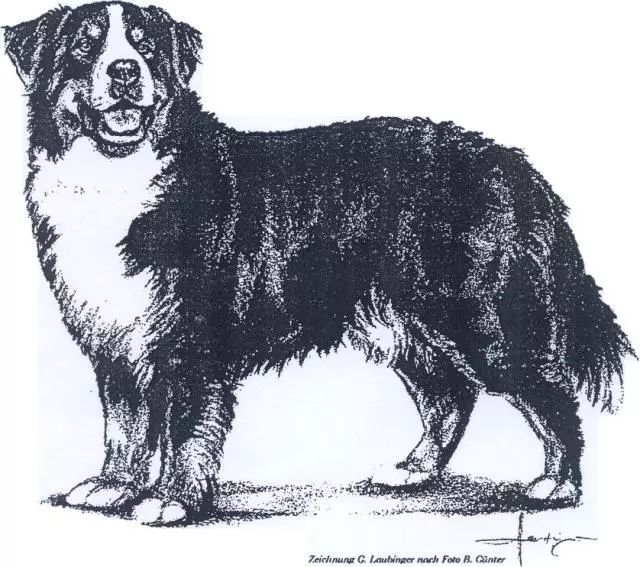 伯恩山犬FCI国际纯种犬标准-1.jpeg