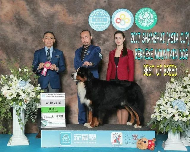 2017年CKU排行榜，伯恩山犬排行一：NIRVANA-1.jpeg