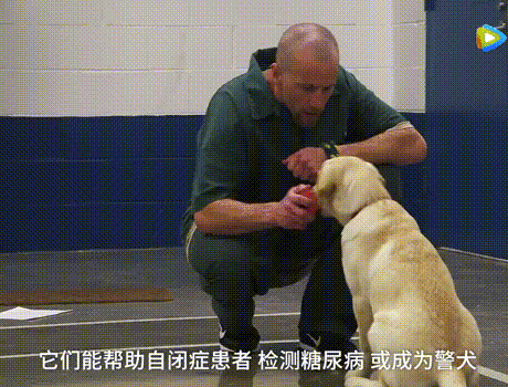 你烧香拜佛，却不会善待一只狗。-4.gif