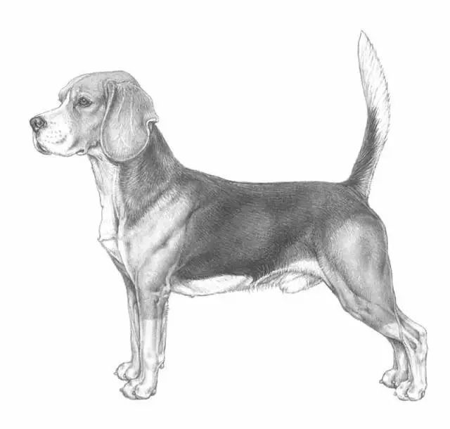 比格犬FCI国际纯种犬标准-1.jpeg