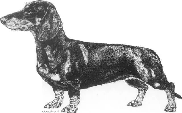 腊肠犬FCI国际纯种犬标准-2.jpeg