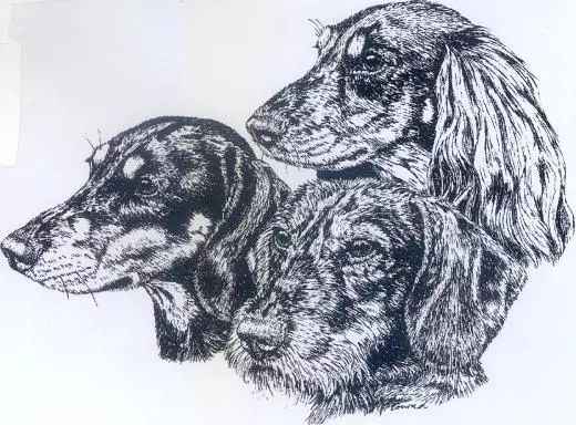 腊肠犬FCI国际纯种犬标准-1.jpeg