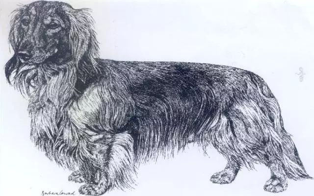 腊肠犬FCI国际纯种犬标准-4.jpeg