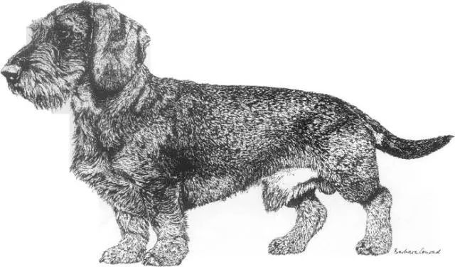腊肠犬FCI国际纯种犬标准-3.jpeg