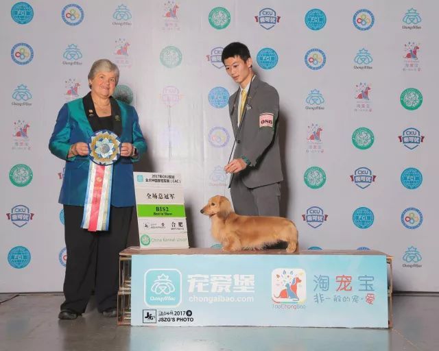 2017年CKU排行榜，腊肠犬排行一：Mike-4.jpeg