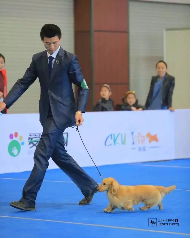 2017年CKU排行榜，腊肠犬排行一：Mike-7.jpeg
