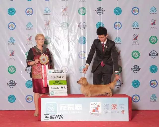 2017年CKU排行榜，腊肠犬排行一：Mike-5.jpeg