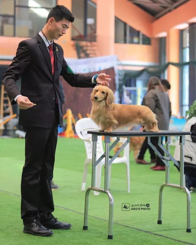 2017年CKU排行榜，腊肠犬排行一：Mike-8.jpeg
