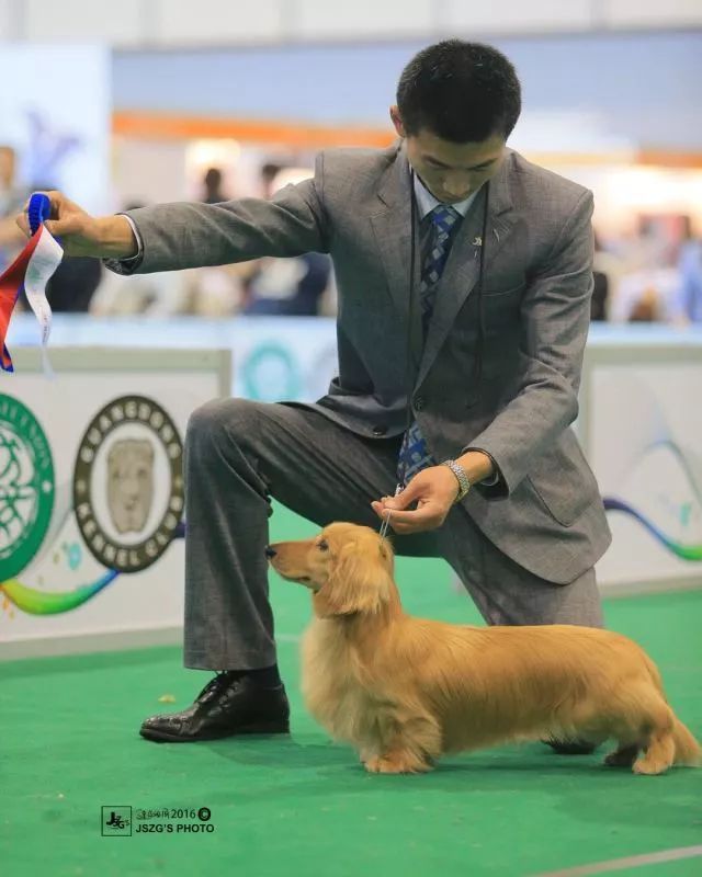 2017年CKU排行榜，腊肠犬排行一：Mike-10.jpeg